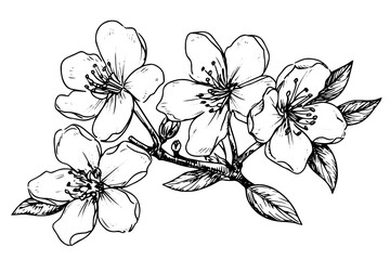 Wall Mural - Sakura flower hand drawn ink sketch. Engraved style vector illustration.