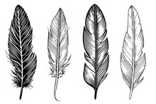 Set Of Feather Engraved In Sketch Style Isolated On White Background. Vintage Hand Drawn Ink Sketch.
