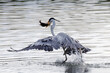 © Mrio - Garça Real Europeia numa pesca bem sucedida na lagoa de Guaratiba - Maricá - RJ