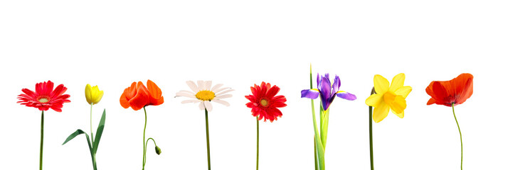 Wall Mural - Set of colorful spring flowers in a row, including daisy, gerbera, tulip, iris, daffodil and poppy, isolated on transparent panoramic background, png file