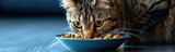 Fototapeta Koty - Cat eating food. Animal background 