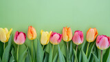 Fototapeta Tulipany - Vibrant Array of Spring Tulips Against a Fresh Green Background