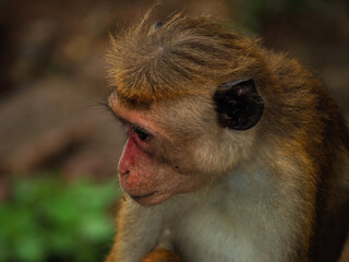 wild monkeys in sri lanka