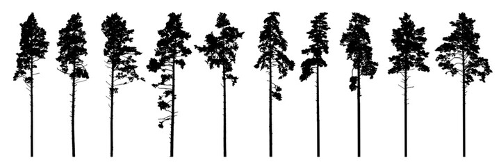 Wall Mural - Pine trees silhouette isolated, set. Coniferous forest. Vector illustration.