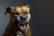 an angry aggressive pit bull terrier type dog snarling at the camera with sharp teeth