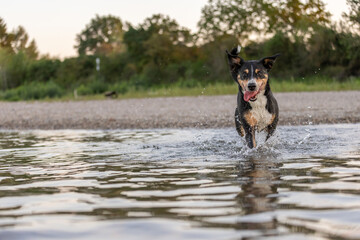 appenzeller mountain dog jumping into water