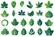 Leaves collection eco, Green leaves flat icon set, nature illustration and backgrounds, v2
