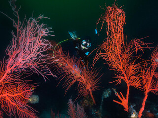 Wall Mural - A scuba diver swimming behind a few large Palmate sea fans (Leptogoria palma) looking at the camera