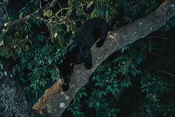 Wall Mural - Top View Black Panther sit on tree