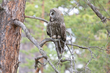 Canvas Print - Great gray owl sitting on a tree branch on summer close up