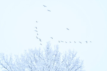 Wall Mural - Geese in Snowfall