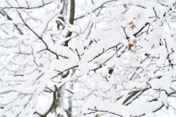 Wall Mural - Snow on Tree Limbs