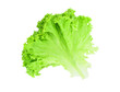 Fresh green lettuce salad leaf isolated on transparent background.