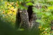 View of the dark hole in the tree trunk surrounded with green and yellow leaves. Autumn nature in the park.