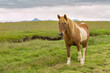 horse in the field of iceland