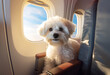 cute little white Frisian bichon frisson bolognese in airplane seat travel with pet and transportation concept