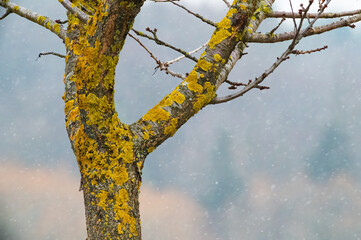 moss in the snow growing on a tree