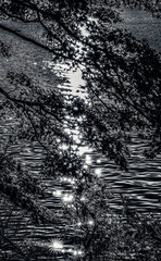 Wall Mural - Black White Lake Ashiniko Water Reflection Abstract Hakone Kanagawa Japan