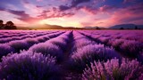 Fototapeta Kwiaty - Lavender field at sunset