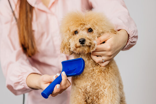 cute female groomer combing the hair of a small cute maltipoo puppy. a funny little dog sits in a gr