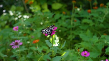 Wall Mural - Beautiful spring black white butterfly in flight and flowers in forest on nature. Slow motion flaps its wings butterfly harmony of nature.