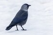 A black and grey western jackdaw standing on white snow. Wintertime in the park.