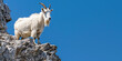 Capricorn, the Goat: An agile mountain goat perched on a craggy cliff, set against a clear, blue sky