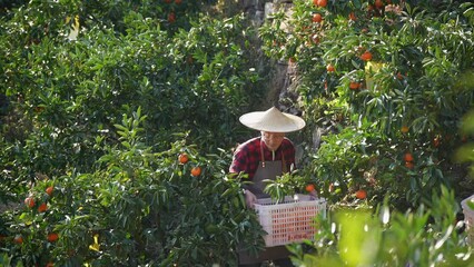 Poster - man working in orange field