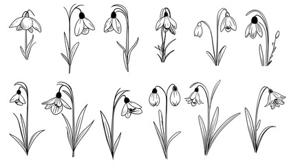Wall Mural - Hand drawn set of wild flowers. Field flowers. Snowdrops. Liner set