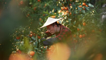 Wall Mural - farmer picking orange