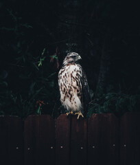 Wall Mural - Hawk perched