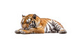 The tiger is resting sideview - Dangerous predators on transparent background