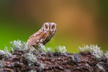 Wall Mural - One of the most mysterious and cutest owls in nature. Eurasian Scops Owl. (Otus scops). Nature background.