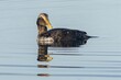 A young male of the common eider, a brown water bird with yellow beak swimming in blue water. Sunny day by a lake.