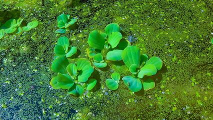 Wall Mural - The smallest flowering plant (Wolffia arrhiza) and duckweed (Lemna turionifera)