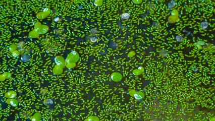 Wall Mural - The smallest flowering plant (Wolffia arrhiza) and duckweed (Lemna turionifera) on the water