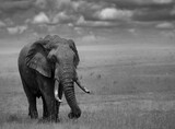 Fototapeta Sawanna - Grayscale of a large bull elephant traversing through the open plains of the Masai Mara.