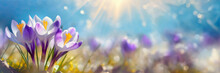 Spring Crocus Flowers On Blue Sky Background With White Clouds And Sun