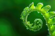 Close-up of fern frond unfurling with water droplets. Macro photography. Nature and growth concept. Design for poster, banner, wallpaper. Macro shot with copy space. Springtime beauty