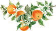 © Nataliya Kunitsyna - Orange fruit watercolor illustration isolated on transparent background. Blossom orange branch for labels, prints, banners, citrus wedding. Healthy food design elements