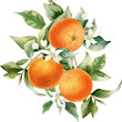 © Nataliya Kunitsyna - Orange fruit watercolor illustration isolated on transparent background. Blossom orange branch for labels, prints, banners, citrus wedding. Healthy food design elements