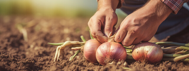 Poster - onion in hands harvesting. farmer harvests fresh organic onion