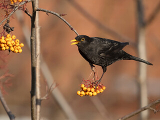 Wall Mural - Blackbird, Turdus merula