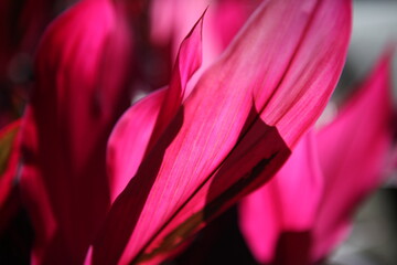 Ti plant detail in magenta and pink