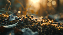 Ants On Moss In The Forest At Sunrise. Macro Shot.