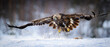Golden eagle (Aquila chrysaetos) in winter, Norway