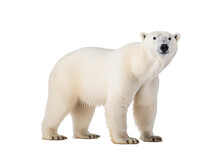 A Polar Bear Standing On A White Background
