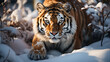 Beautiful wild siberian tiger on snow