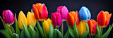 Fototapeta Tulipany - Vibrant Tulip Blossoms. Fresh Blooms