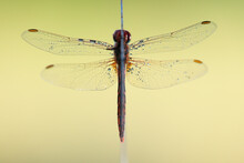 Symmetrical Dragonfly On A Clear Background